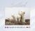Svalbard : heart of the Arctic